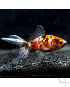 Carassius auratus Calico Schleierschwanz