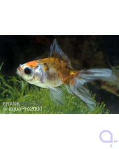 Carassius auratus Calico Schleierschwanz