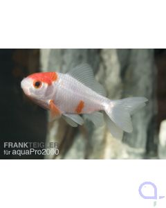 Goldfisch Sarasa Rot-Weiß - Carassius auratus