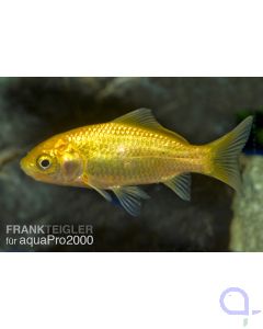 Goldfisch Zitronengelb - Carassius auratus