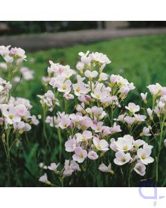 Cardamine pratensis - Wiesenschaumkraut