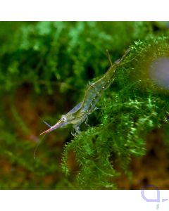 Rote Nashorngarnele - Pinocchiogarnele - Caridina gracilirostris