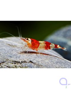 Red Bee Garnele - Caridina logemanni