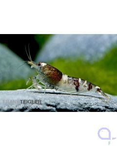 Black Bee Garnele - Caridina logemanni