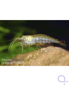 Amanogarnele - Caridina multidentata - M