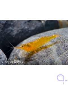 Mandarinengarnele - Caridina propinqua (C. thambipillai)