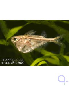 Beilbauch Marmor -  Carnegiella strigata