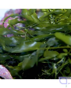 Caulerpa prolifera - Großblättrige Kriechsprossalge