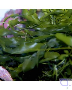 Caulerpa prolifera