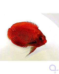 Centropyge aurantia - Goldstreifen-Zwergkaiserfisch