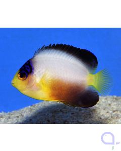Centropyge multicolor - Vielfarben-Zwergkaiserfisch