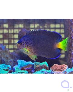 Centropyge debelius - Blauer Mauritius-Zwergkaiserfisch