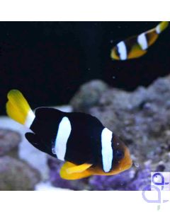 Amphiprion clarckii - Clarks-Anemonenfisch