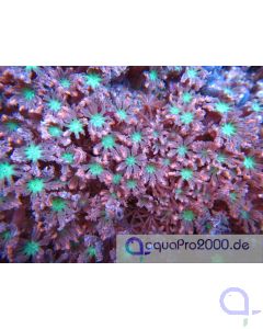 Clavularia Neon - Ableger  Bild1