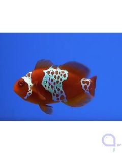 Premnas biaculeatus - Lightning Maroon Clownfish Zuchtform - Paar