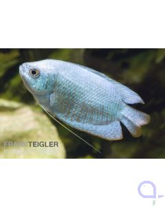 Blauer Zwergfadenfisch - Trichogaster Colisa lalius blue