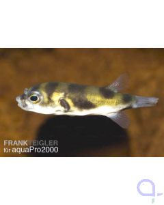 Papageienkugelfisch - Asselkugelfisch - Colomesus asellus