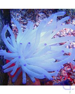 Bild  Condylactis gigantea  Florida-Anemone