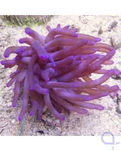 Bild Condylactis gigantea Lila - Florida-Anemone - Karibische Goldrose