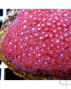 Goniopora Pink