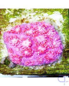 Goniopora Ultra Pink