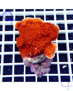 Montipora capricornis Rot