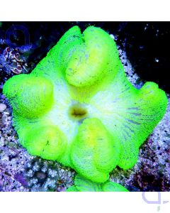 Stichodactyla haddoni - Teppichanemone Neon
