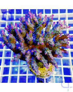 Acropora nana SPS Koralle