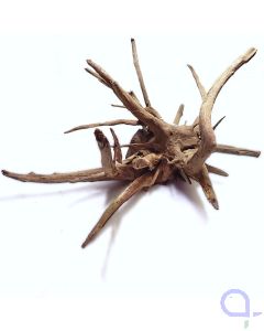 Corbo Root - wysiwyg - 020