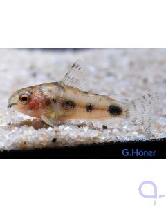 Schachbrett Zwergpanzerwels - Corydoras habrosus