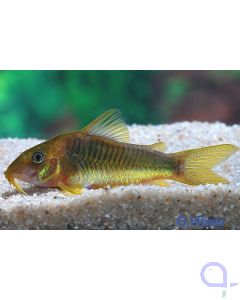 Gelbflossen-Panzerwels - Corydoras melanotaenia