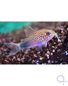 Similis Panzerwels - Corydoras similis