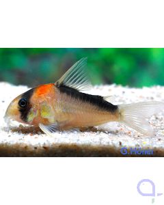 Adolfos Panzerwels - Corydoras adolfoi