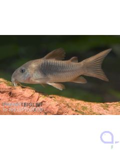 Metallpanzerwels - Corydoras aeneus