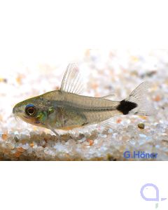 Sichelfleck-Zwergpanzerwels - Corydoras hastatus