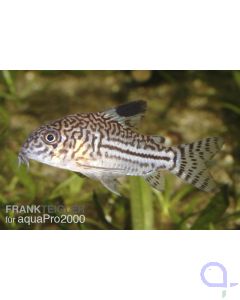 Julii-Panzerwels - Corydoras julii