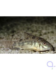 Marmorierter Panzerwels - Corydoras paleatus