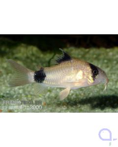 Panda-Panzerwels - Corydoras panda - DNZ