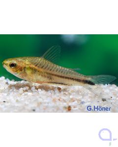 Zwergpanzerwels - Corydoras pygmaeus