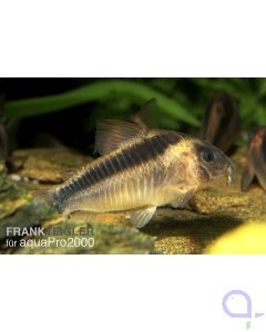 Rostpanzerwels - Corydoras rabauti