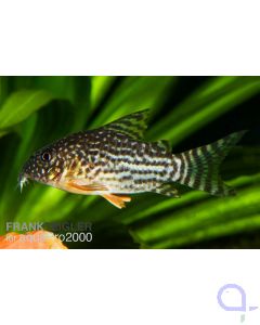 Sterbas Panzerwels - Corydoras sterbai Nachzucht