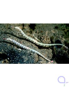 Corythoichthys intestinalis - Drachenkopf-Seenadel