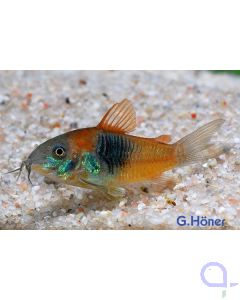 Orangegrüner Venezuela-Panzerwels - Corydoras venezuelanus