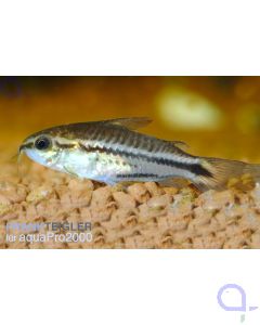 Zwergpanzerwels - Corydoras pygmaeus