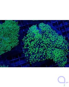 Euphyllia cristata - Grüne Trauben-Koralle