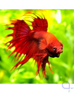 Kampffisch Crowntail Rot - Männchen - Betta splendens