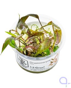 Rotala rotundifolia 'Blood Red' - Blutrote Rotala -1-2 Grow