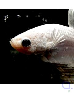 Kampffisch Crowntail "Pure White" - Betta splendens
