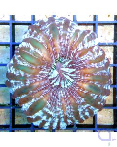 Cynarina lacrymalis Australie - Tränenkoralle Australien