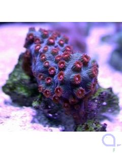 Cyphastrea microphthalma